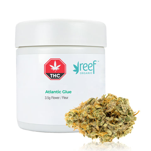 Reef Organic: Atlantic Glue 3.5g (Hybrid)